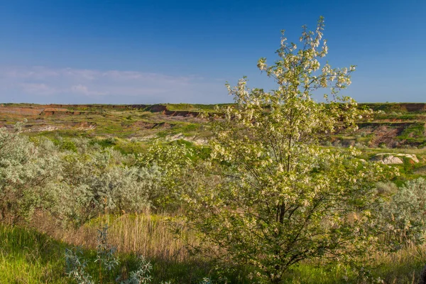 Ukrainian steppe in the spring — Stock Photo, Image