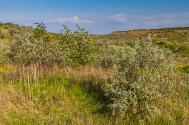 Bahar Ukraynalı bozkır 