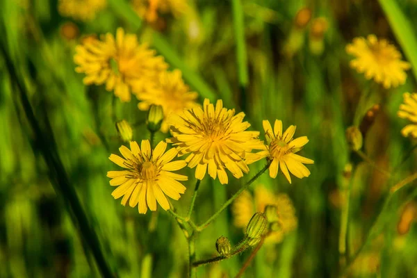乌克兰草原上的野花 — 图库照片