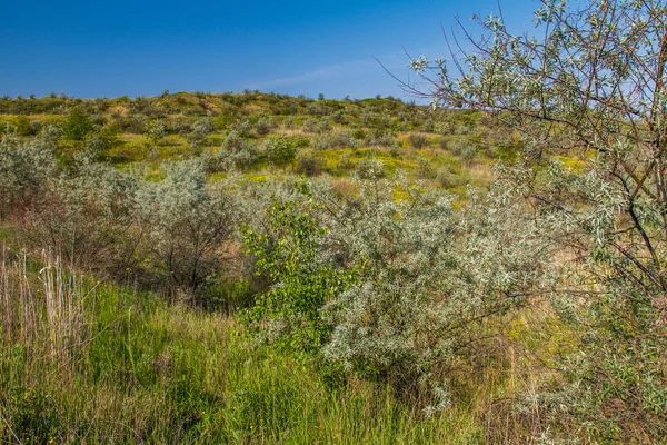 Estepa ucraniana en primavera —  Fotos de Stock