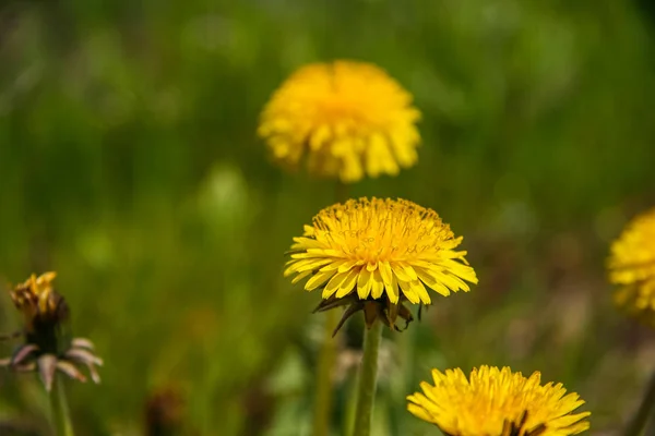 Fiori di campo nella steppa ucraina — Foto Stock