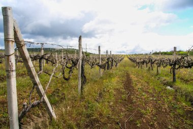 Kar maskesi Köyü yakınındaki üzüm bağı 
