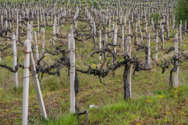 Kar maskesi Köyü yakınındaki üzüm bağı 