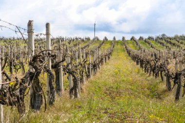 Kar maskesi Köyü yakınındaki üzüm bağı 