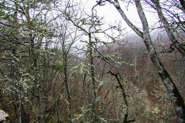 Lichen sur les arbres — Photo