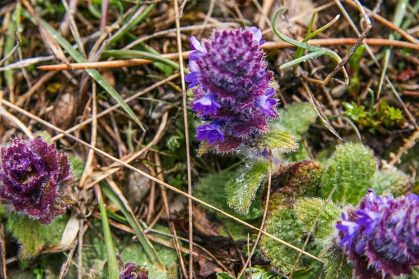 Fiore di montagna viola — Foto Stock