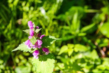 Bir flowerbed çiçekli