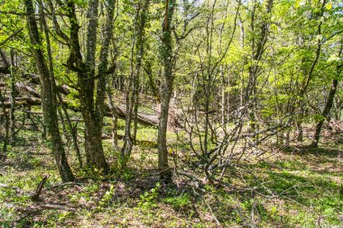 Laspi Köyü yakınındaki dağlarındaki