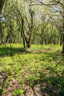 Laspi Köyü yakınındaki dağlarındaki