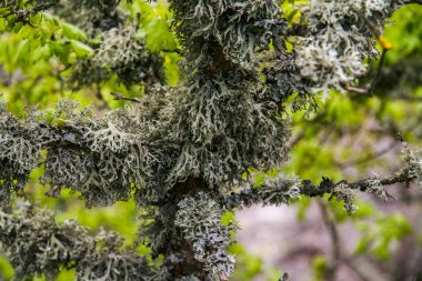 Bir flowerbed çiçekli