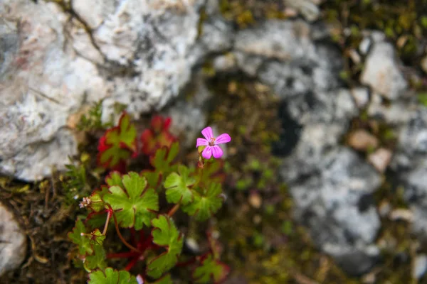 Květinový záhon s květinami — Stock fotografie