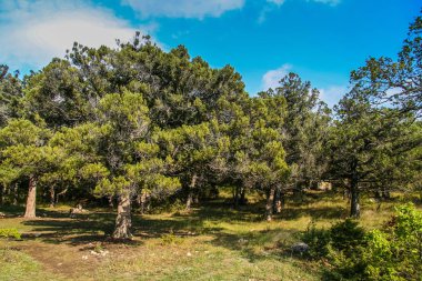 Laspi Köyü yakınındaki dağlarındaki