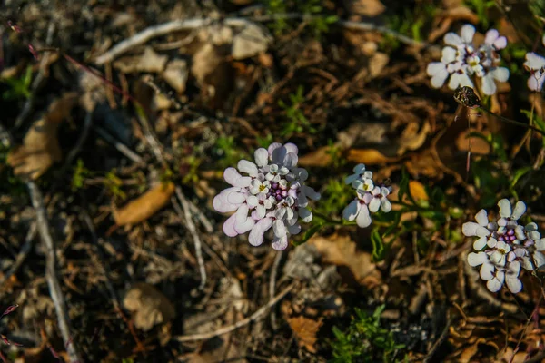 Un'aiuola con fiori — Foto Stock