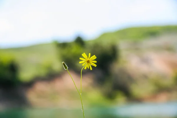 花坛用花 — 图库照片