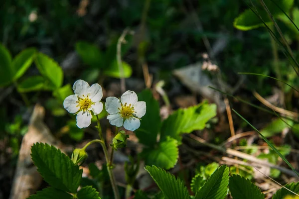 Un'aiuola con fiori — Foto Stock