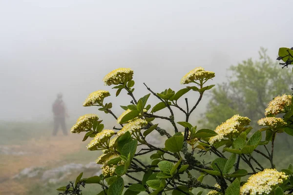 Fleurs de montagne dans Partenit Park — Photo