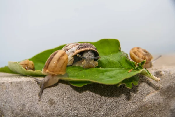 Un escargot de raisin sur une feuille — Photo