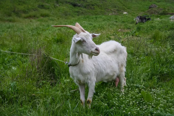 Mangup Yarımadası Yaylası yakınındaki beyaz keçi