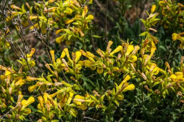 Mangush Yaylası yirmiden