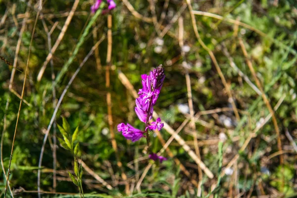 Meadow flowers near Mount Mangup. — Stock Photo, Image