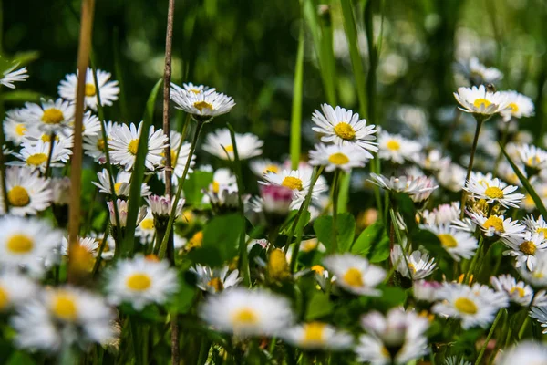 Mount Mangup yakınındaki çayır çiçekler.