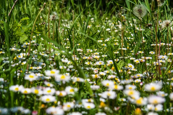 Mount Mangup yakınındaki çayır çiçekler.