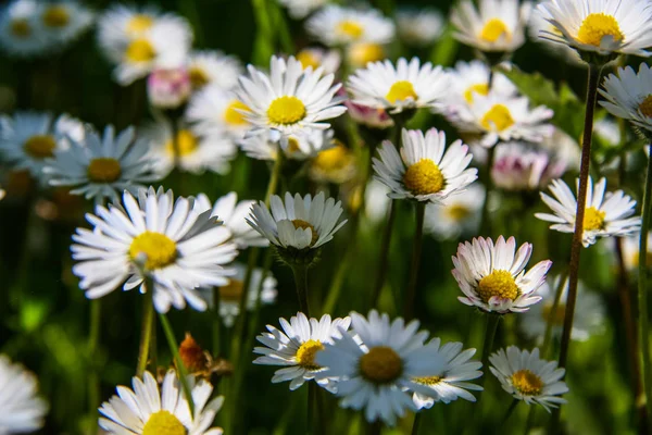 Mount Mangup yakınındaki çayır çiçekler.