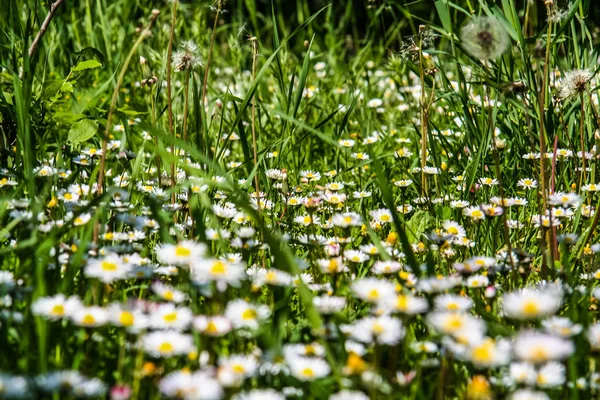 Mount Mangup yakınındaki çayır çiçekler.