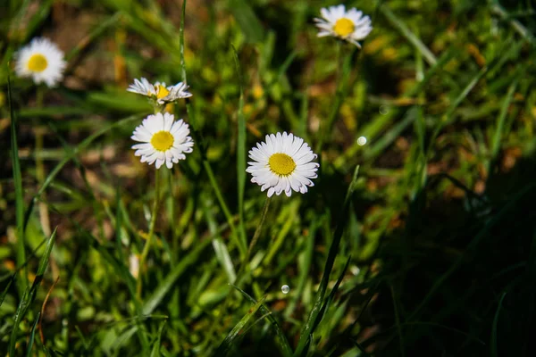 Weide bloemen in de buurt van Mount Mangup. — Stockfoto