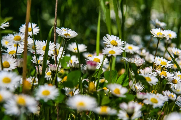 Mount Mangup yakınındaki çayır çiçekler.