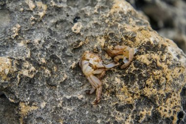 Abramov Körfezi civarında kayalık plaj