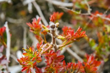 Abramov Körfezi civarında kayalık plaj