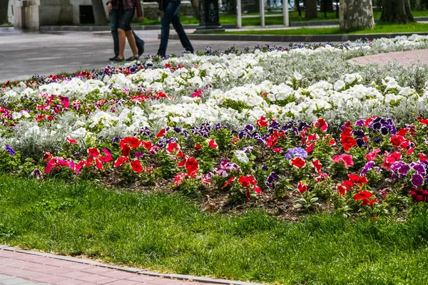 Flowers on the flower beds on the embankment — Stock Photo, Image