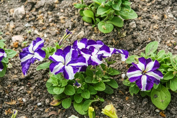 Flowers on the flower beds on the embankment — Stock Photo, Image