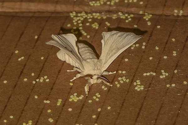 A butterfly  Silkworm (Bombyx mori) — Stock Photo, Image