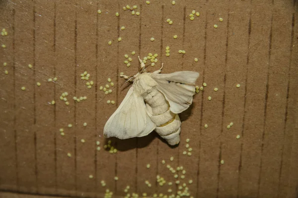 En fjäril Silkworm (Bombyx mori) — Stockfoto