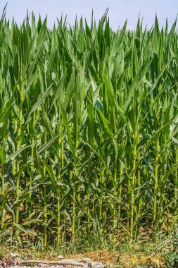 Denizli şehir çevresinde yol