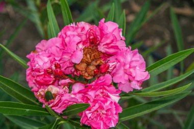 Otel Camyuva köy sokaklarında