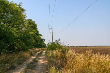 Bir toprak yol boyunca korunaklı orman kemer