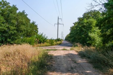 Bir toprak yol boyunca korunaklı orman kemer