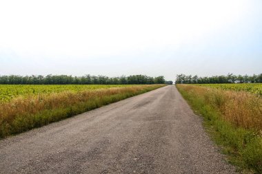 Bir toprak yol boyunca korunaklı orman kemer