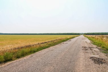 Bir toprak yol boyunca korunaklı orman kemer