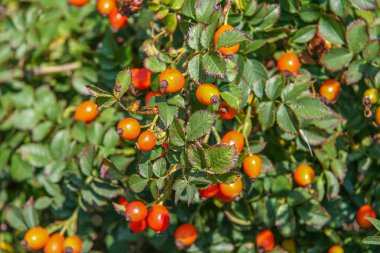 Kuşburnu (Lat. Rosa) - bitkilerin cins