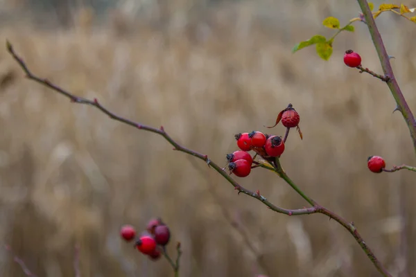 Осенняя степь Запорожской области — стоковое фото