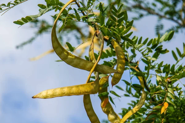 Gledicia üç loblu veya Gledicia vulgaris