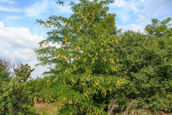 Gledicia a tre lobi, o Gledicia vulgaris — Foto Stock