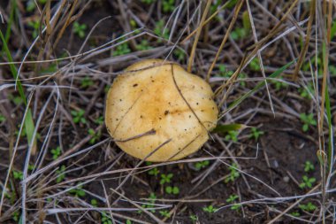 SpiderWeb (Latince Cortinarius) Mantar cinsidir