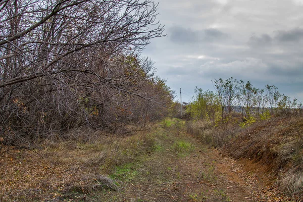 Sonbaharda Tavri bozkır