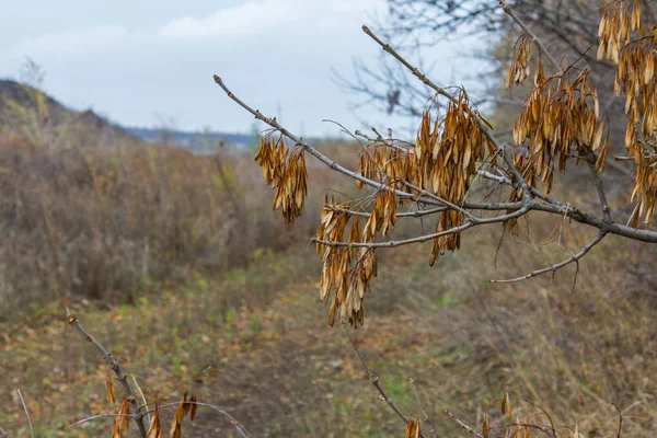 Otoño en la estepa de Tavri — Foto de Stock