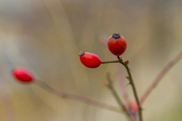 Herbst in der Tavri-Steppe — Stockfoto